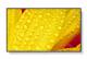 Sharp 60006084 M501-2 50IN UHD 500CD/QM
