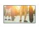 Sharp 60005605 M321 PG-2 32IN LED LFD 24/7